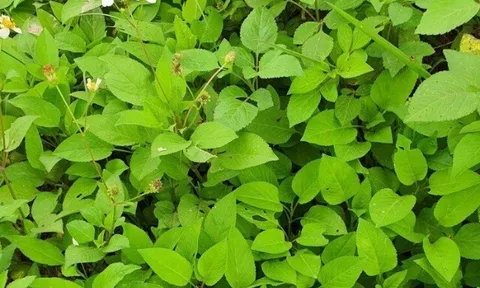 Cây dại mọc bờ rào nay thành đặc sản nổi tiếng, giá 50.000 đ/kg được người thành phố ưa chuộng, trồng 35 ngày cho thu hoạch