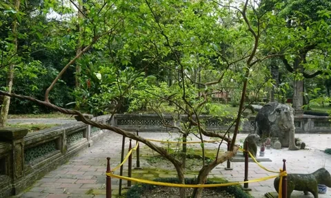 Cây ổi hơn 90 năm tuổi ở Thanh Hóa khiến ai cũng tò mò: Chỉ cần gãi nhẹ, lá lập tức rung lên