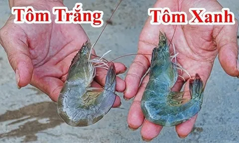 Chọn tôm nên mua tôm trắng hay tôm xanh?