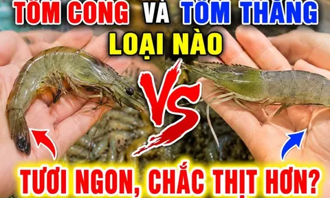 Tôm cong và tôm thẳng loại nào tươi ngon, chắc thịt hơn?