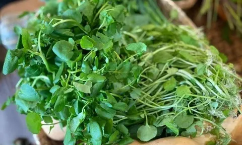 13 loại rau hay "ngậm" hóa chất, lại còn là ổ ký sinh trùng nhưng người Việt rất ưa dùng, khi ăn cần lưu ý điều này
