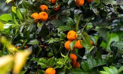 Loại quả xưa chín rụng đầy gốc, nay thành đặc sản ở thành phố giá 40.000 đ/kg, trồng một lần thu hoạch nhiều năm
