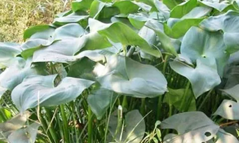 Cây dại mọc bờ mương nay thành đặc sản nổi tiếng, trồng 45 ngày cho thu hoạch, giá 75.000 đồng/kg được người thành phố ưa chuộng
