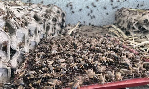 Nghề lạ ở Việt Nam: Nuôi loài vật tí hon lại kêu vang nhà, cứ 1 tháng là xuất bán, nông dân vươn lên làm giàu
