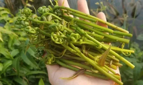 Cây dại mọc bờ mương nay thành đặc sản nổi tiếng, trồng một lần thu hoạch nhiều năm, giá 80.000 đ/kg ưa chuộng ở thành phố