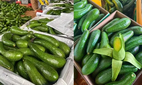 Cách ủ bơ chín đều cả quả, để lâu không bị thối đầu