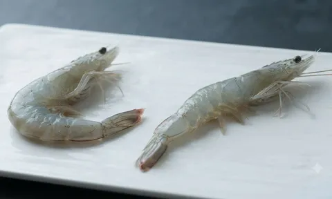 Chọn tôm nên chọn tôm cong hay thẳng?