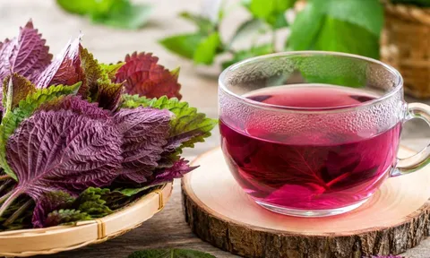Những người không nên uống nước lá tía tô: Càng uống càng hại