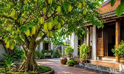 Người xưa dặn: Trồng cây khế đúng vị trí này, phong thủy hanh thông, tài lộc dễ ghé cửa