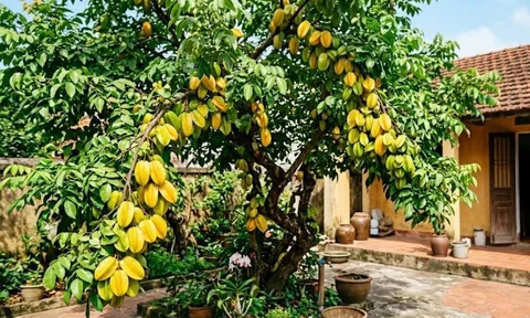 Tại sao nên trồng cây khế trong sân nhà? Có 4 lý do đặc biệt