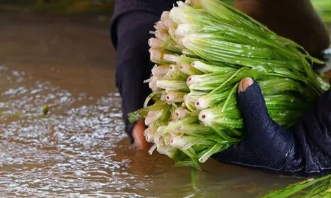 Nghề lạ ở Việt Nam: Trồng loại rau dại mọc dưới nước, hơn một tháng đã cắt bán, nông dân rủng rỉnh thu tiền
