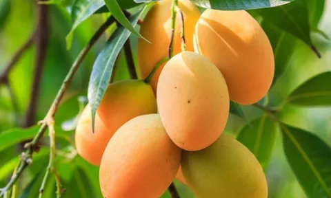 Loại quả chứa nhiều đường nhưng lại phòng được cả tiểu đường và ung thư, ở chợ Việt bán nhiều, giá từ 15.000 đồng/kg