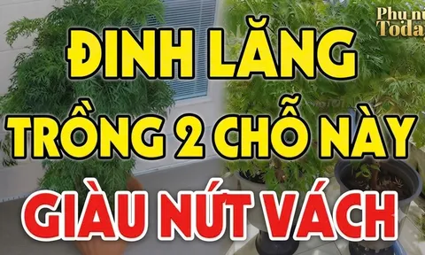 2 vị trí trồng Đinh Lăng hút tài lộc