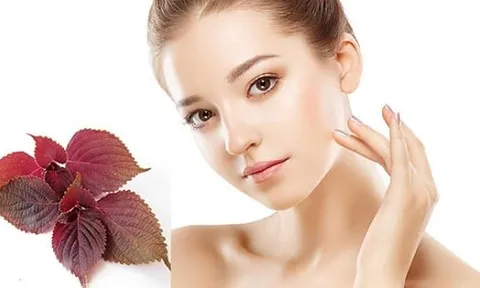 3 cách làm đẹp da với lá tía tô tại nhà giúp da sạch khỏe và mềm mịn hơn
