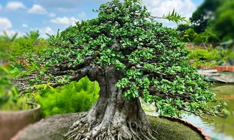 Cây dại ở hàng rào "lên chậu" thành bonsai, tỏa mùi thơm đặc biệt và mang lại tài lộc, có cây 1,2 tỷ đồng