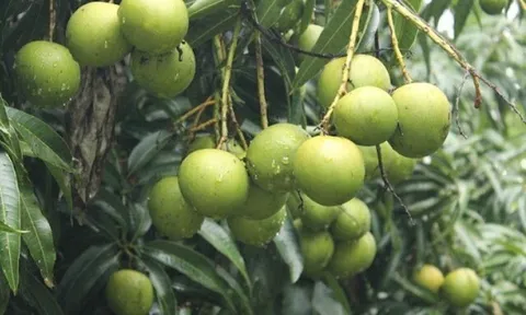 Loại quả xưa chín rụng đầy gốc, nay thành đặc sản ở thành phố giá 40.000 đ/kg, trồng một lần thu hoạch nhiều năm