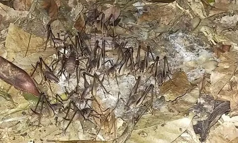 Đặc sản "hiếm có khó tìm" ở Lạng Sơn, mỗi năm xuất hiện một lần, dân bắt về bán 400.000 đ/kg được ưa chuộng ở thành phố