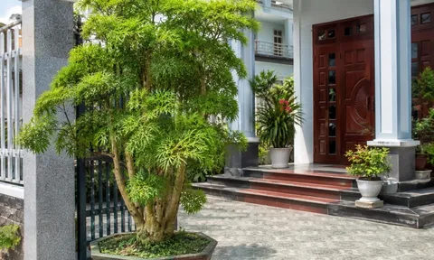 3 vị trí tốt nhất để trồng cây đinh lăng