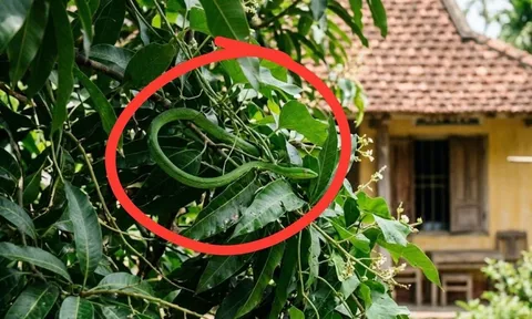 4 cách ngăn rắn bò vào nhà