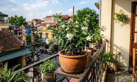 Cây cảnh nào nên trồng ở ban công? Gợi ý 7 loại cây 'hút' may mắn và vượng khí rực rỡ cho gia chủ