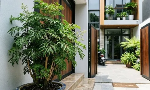 Tại sao nên trồng cây đinh lăng ở cổng nhà? Có 4 lý do đặc biệt
