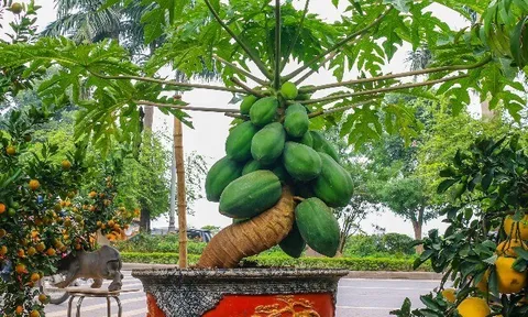 Cây ăn quả quen thuộc lên chậu thành bonsai đẹp lạ, nhiều người săn lùng nhờ ý nghĩa phong thủy, có cây giá trăm triệu đồng