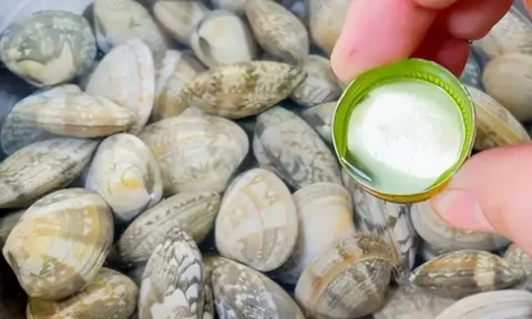 Mua ngao về nhiều cát, ngư dân kinh nghiệm lâu năm năm mách mẹo này vài phút là ngao sạch sẽ chẳng cần cầu kỳ