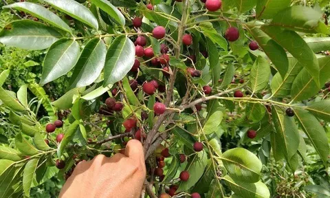 Loại quả xưa chín rụng đầy gốc, nay thành đặc sản ở thành phố giá 35.000 đ/kg, trồng một lần thu hoạch nhiều năm