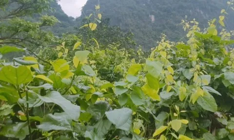 Cây dại mọc bờ rào nay thành đặc sản nổi tiếng, trồng 2 tháng cho thu hoạch, giá 90.000 đồng/kg được người thành phố săn lùng