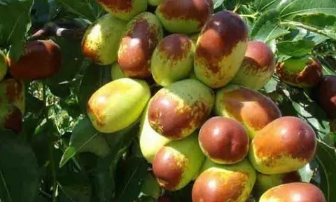Loại quả xưa không ai ngó ngàng nay thành đặc sản nổi tiếng, trồng một lần thu hoạch nhiều năm, 200.000 đ/kg
