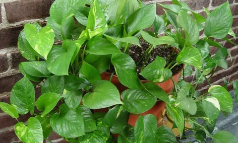 3 vị trí nên trồng cây Trầu Bà