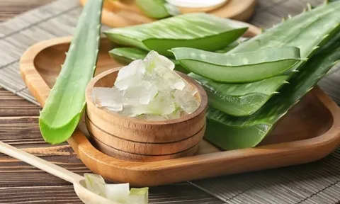 Công thức gel dưỡng từ nha đam và húng quế hỗ trợ chăm sóc da mụn tại nhà