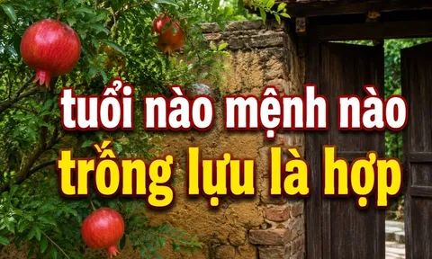 Tuổi nào - mệnh nào nên trồng lựu trước cửa để giữ lửa Tiền Tài?