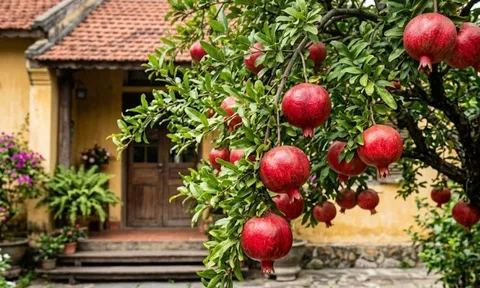 Vì sao người giàu thích trồng một cây lựu trước cửa nhà?