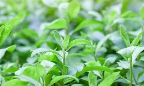 Cây mọc bờ rào thành đặc sản nổi tiếng khắp nơi, giá 60.000 đ/kg được ưa chuộng, trồng một lần hái bán quanh năm