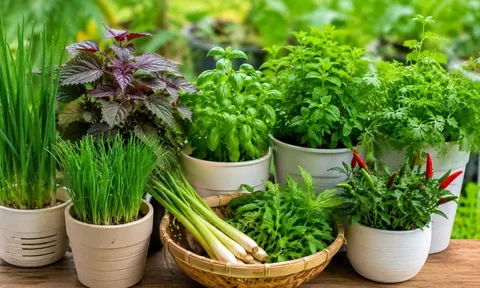 7 loại gia vị dễ trồng quanh nhà, vừa thơm bếp vừa tiết kiệm tiền chợ