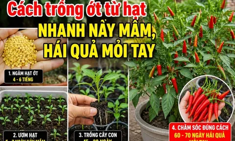 Cách trồng ớt từ hạt nhanh nảy mầm, hái quả mỏi tay