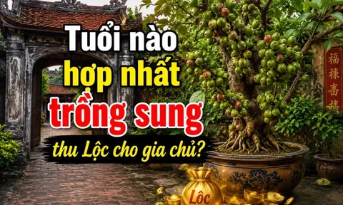 Tuổi nào hợp nhất trồng sung thu Lộc cho gia chủ?