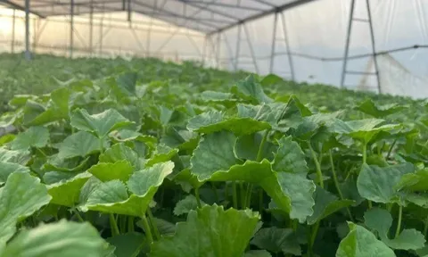Nghề lạ ở Việt Nam: Cây dại mang về trồng hái bán quanh năm, chăm 1 tháng bắt đầu "hốt bạc", làm thành đặc sản mùa hè
