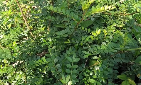 Cây dại mọc bờ rào nay thành đặc sản nổi tiếng, trồng một lần thu hoạch nhiều năm, giá 150.000 đ/kg được ưa chuộng ở thành phố