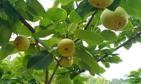 Loại quả lọt top tốt trên thế giới chỉ có ở Lào Cai, là đặc sản nổi tiếng giá 65.000 đ/kg, trồng một lần thu hoạch nhiều năm