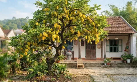 3 vị trí trồng khế hút tài lộc vào nhà