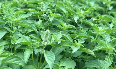 Cây dại mọc bờ rào nay thành đặc sản nổi tiếng, giá 90.000 đ/kg được người thành phố ưa chuộng, trồng 45 ngày cho thu hoạch