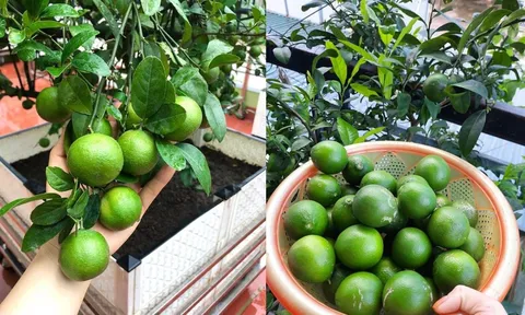 Bí quyết trồng chanh trong chậu quả sai trĩu cành, ăn quanh năm không hết