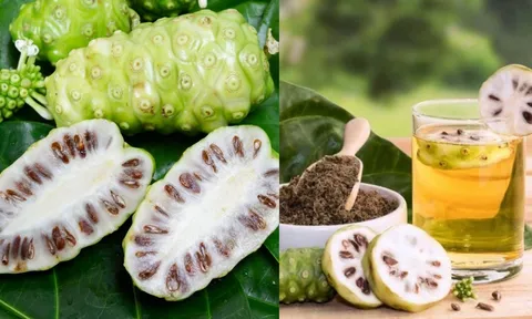 Quả nhàu rất tốt nhưng 3 nhóm người này không nên dùng