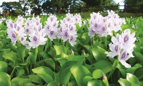 Loại cây mọc dại bờ ao lên đời thành đặc sản, không cần chăm sóc nhiều vẫn hái ra tiền, sau 90 ngày cho thu hoạch