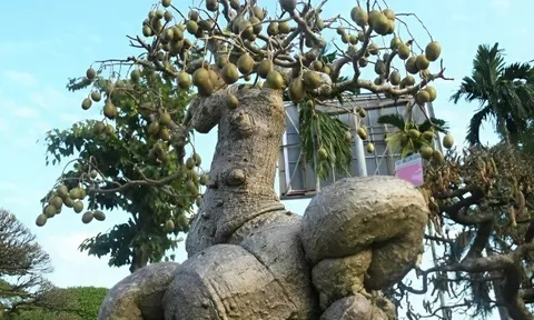 Cây ăn quả quen thuộc lên chậu thành bonsai được ưa chuộng, có cây giá nửa tỷ đồng, mang lại may mắn và tài lộc