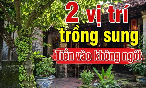 Cửa nhà nên trồng 1 hay 2 cây sung là tốt nhất?