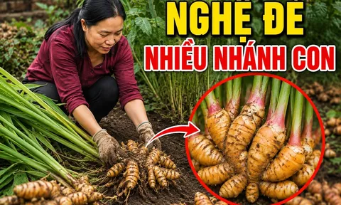 Mẹo trồng nghệ đẻ nhiều nhánh con, củ nào cũng mập mạp
