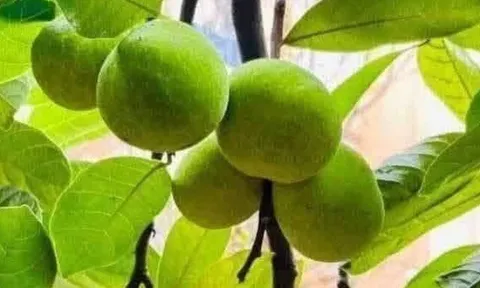 Loại quả mọc bờ rào xưa chín rụng chỉ dành cho "người nghèo", nay thành đặc sản giá 200.000 đ/kg, trồng một lần thu hoạch nhiều năm